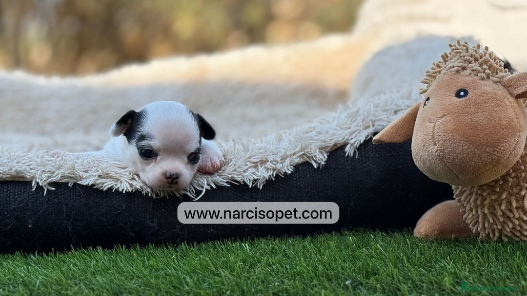 Chihuahua perros en venta: CHIHUAHUA TOY - Imagen 1
