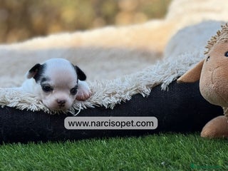 Chihuahua perros - Anuncio 18