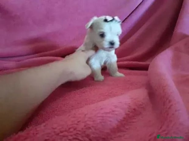 Bichón Maltés perros en Badajoz - Anuncio 8