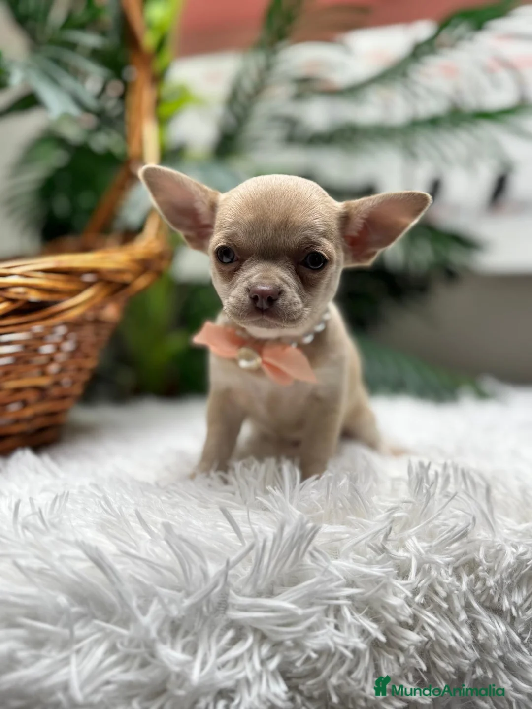 Chihuahua perros en venta: CHIHUAHUA - Anuncio 2