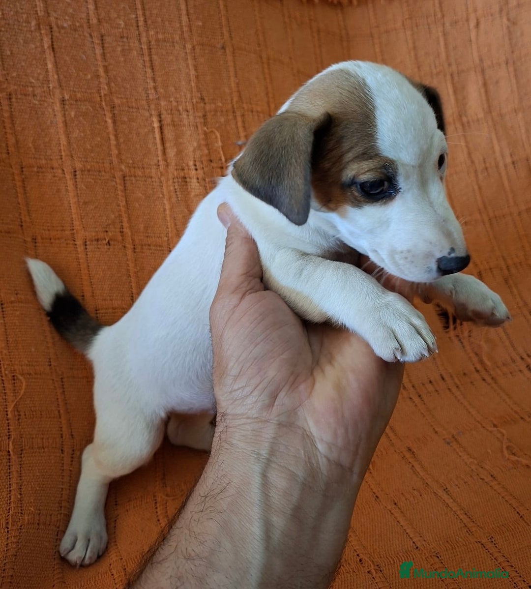Jack Russell Terrier perros en venta: JACK RUSSEL  - Imagen 3