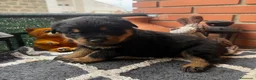 Rottweiler perros en venta: Rottweiler  - Anuncio 5