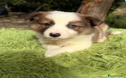 Border Collie perros en venta: Border collie rojo  - Anuncio 3