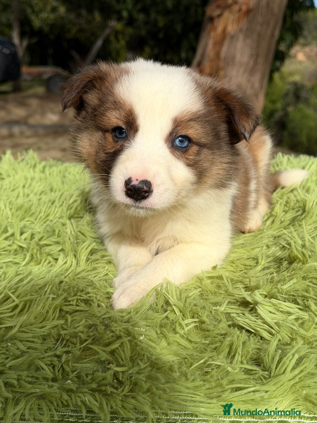 Border Collie perros en venta: Border collie rojo  - Anuncio 3