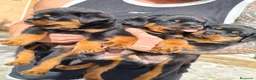 Rottweiler perros en venta: Rotwailler preciosos - Anuncio 2