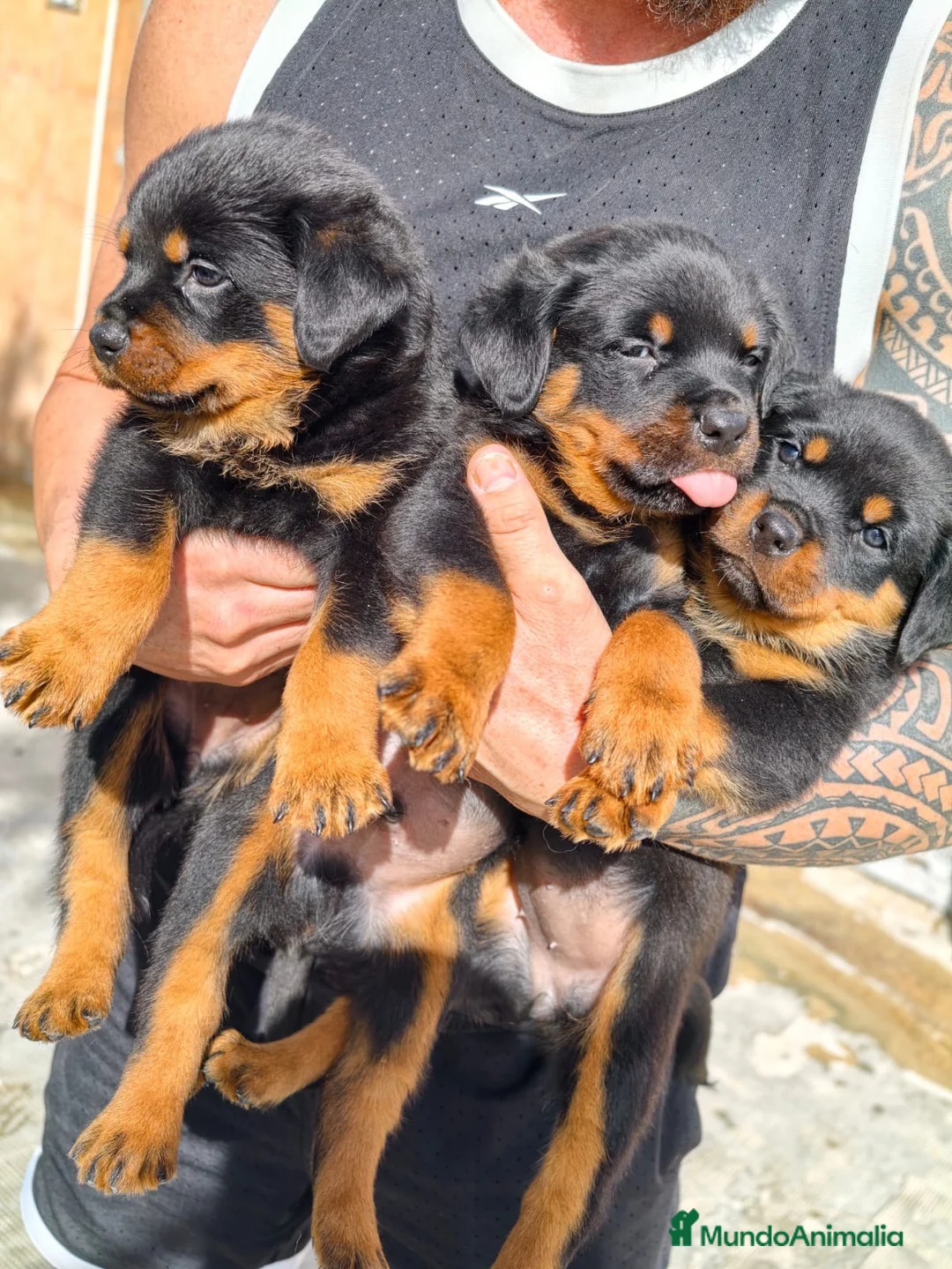 Rottweiler perros en venta: Rotwailler preciosos - Anuncio 2