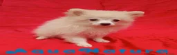 Pomerania perros en venta: Pomerania Hembra 8297 AQUANATURA - Anuncio 6