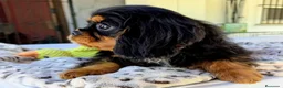 Cavalier King Charles Spaniel perros en venta: Cavalier macho negro fuego - Anuncio 3
