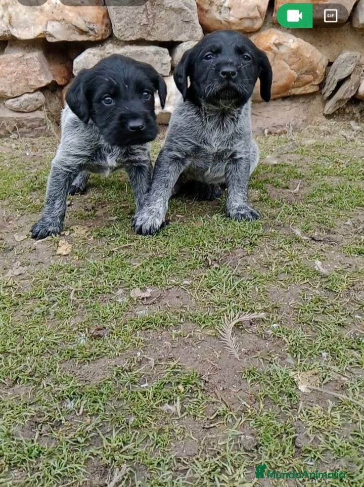 Braco Alemán de Pelo Duro perros Drahthaar - Anuncio 1