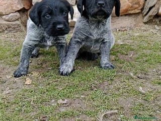 Braco Alemán de Pelo Duro perros Drahthaar - Anuncio 24