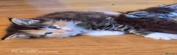 Bosque de Noruega gatos en venta: Bosque de Noruega gatitos disponibles. - Anuncio 7