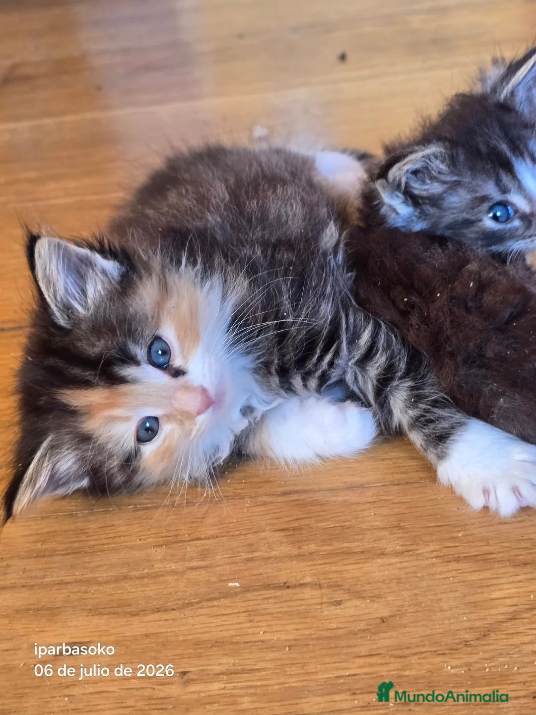 Bosque de Noruega gatos en venta: Bosque de Noruega gatitos disponibles. - Anuncio 7