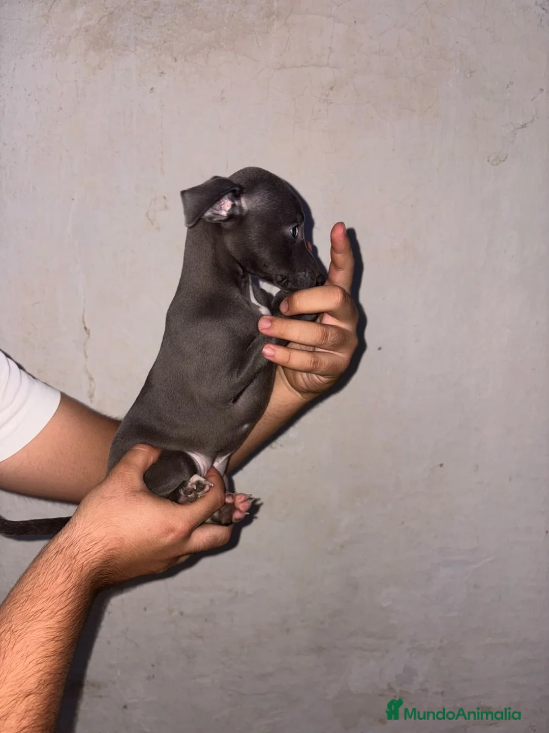 Pequeño Lebrel Italiano perros en venta: Cachorros de Pequeño Lebrel Italiano  - Anuncio 3