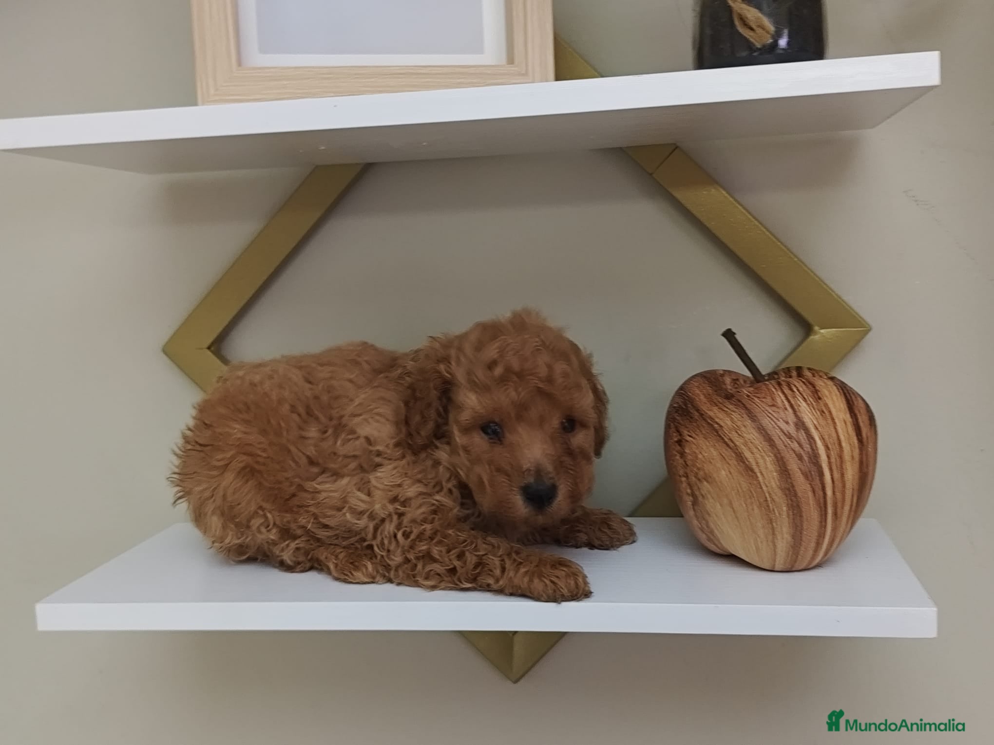 Caniche Toy perros Caniche toy  - Anuncio 1