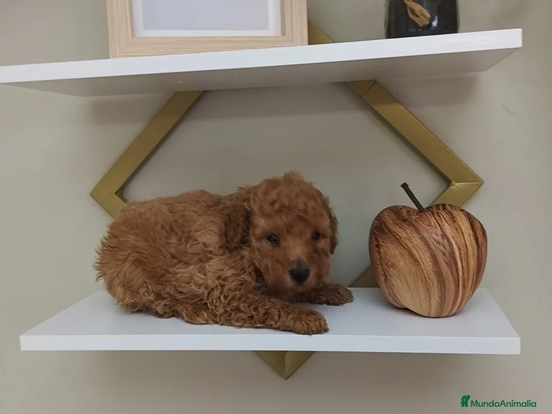 Caniche Toy perros en venta: Caniche toy  - Anuncio 1