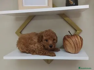 Caniche Toy perros Caniche toy - Anuncio 1