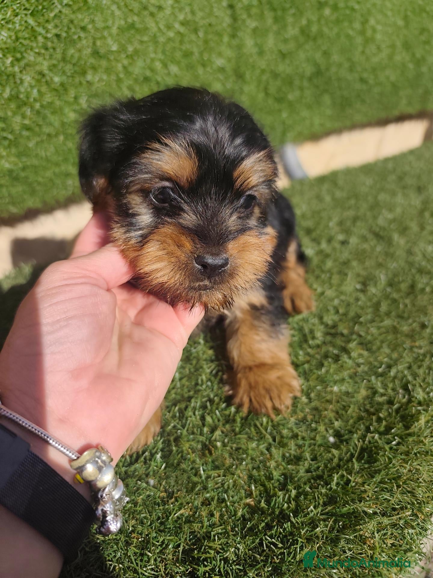 Yorkshire Terrier perros en venta: Cachorros Yorkshire terrier - Anuncio 4