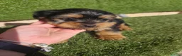 Yorkshire Terrier perros en venta: Cachorros Yorkshire terrier en Zaragoza - Anuncio 1