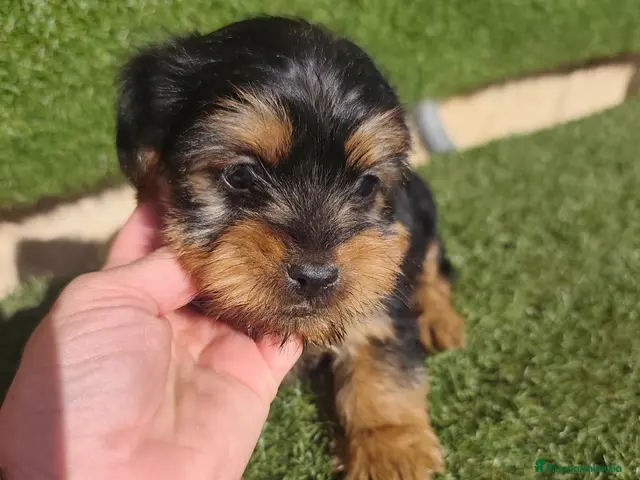 Yorkshire Terrier perros en venta: Cachorros Yorkshire terrier - Anuncio 2