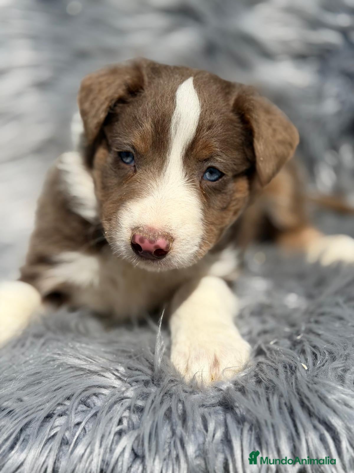 Border Collie perros BORDER COLLIE TRICOLOR LILAC - Anuncio 1