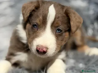 Border Collie perros BORDER COLLIE TRICOLOR LILAC - Anuncio 2