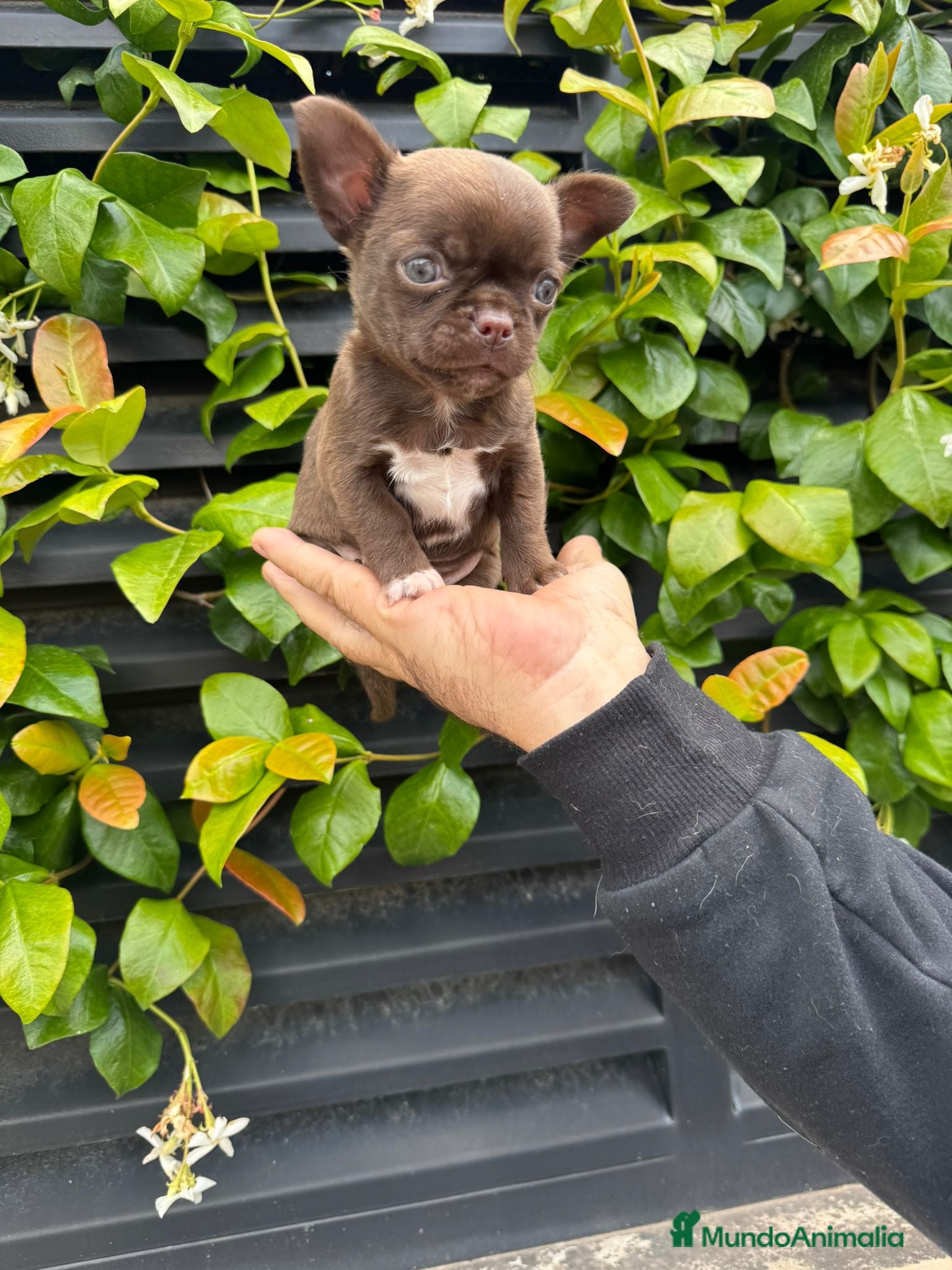 Chihuahua perros Chihuahua toy  - Anuncio 1
