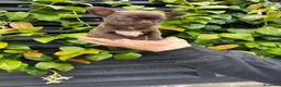 Chihuahua perros en venta: Chihuahua toy  - Anuncio 1