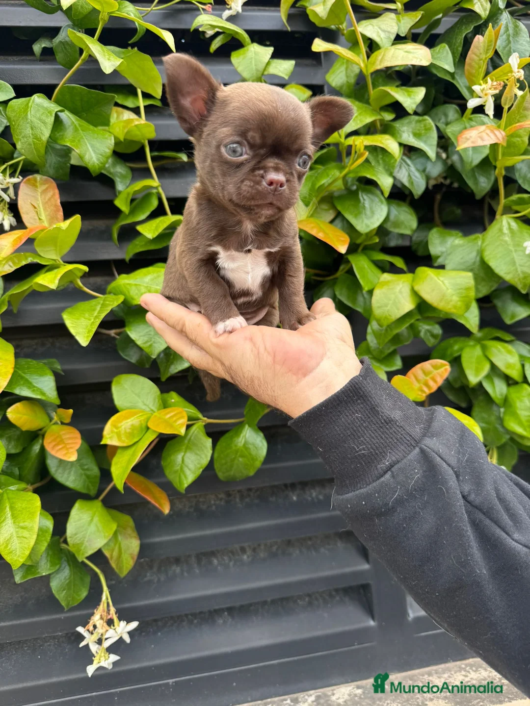 Chihuahua perros en venta: Chihuahua toy  - Anuncio 1