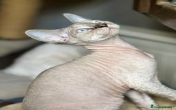 Devon Rex gatos en venta: Devon rex - Imagen 7