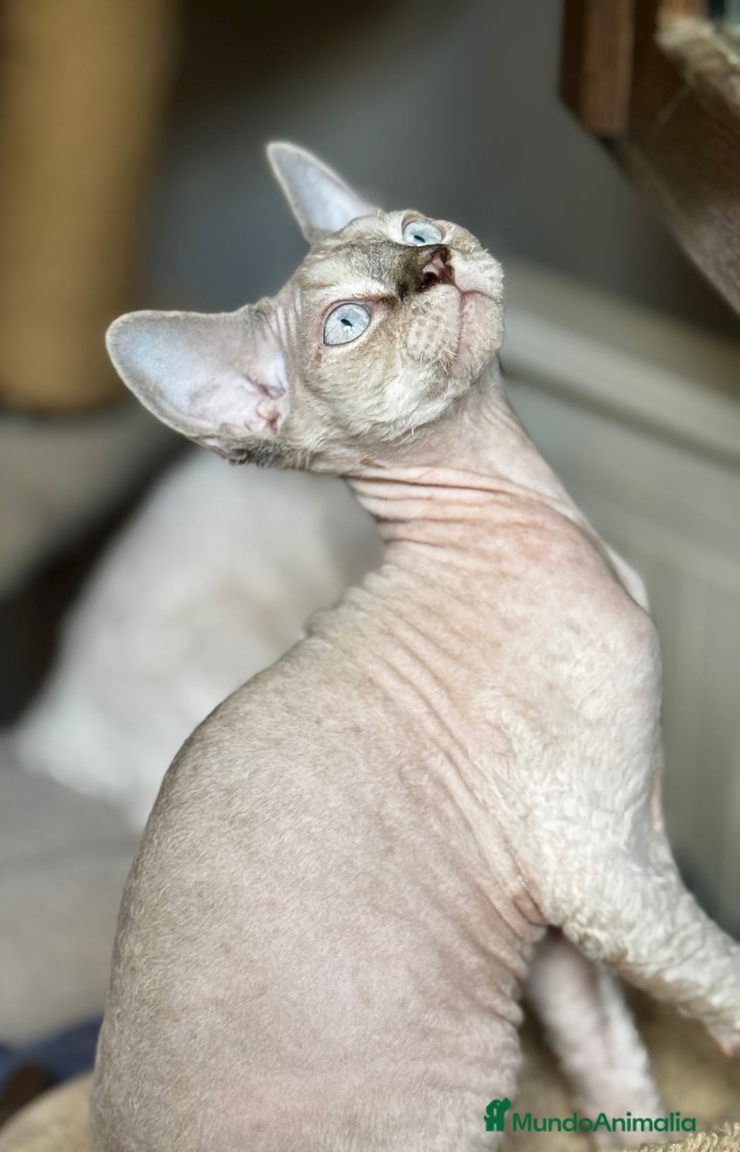 Devon Rex gatos en venta: Devon rex - Imagen 7