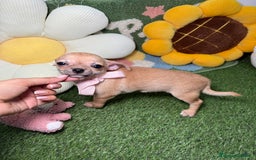 Chihuahua perros en venta: Chihuahuas Macho y Hembra Toy Canela - Imagen 6