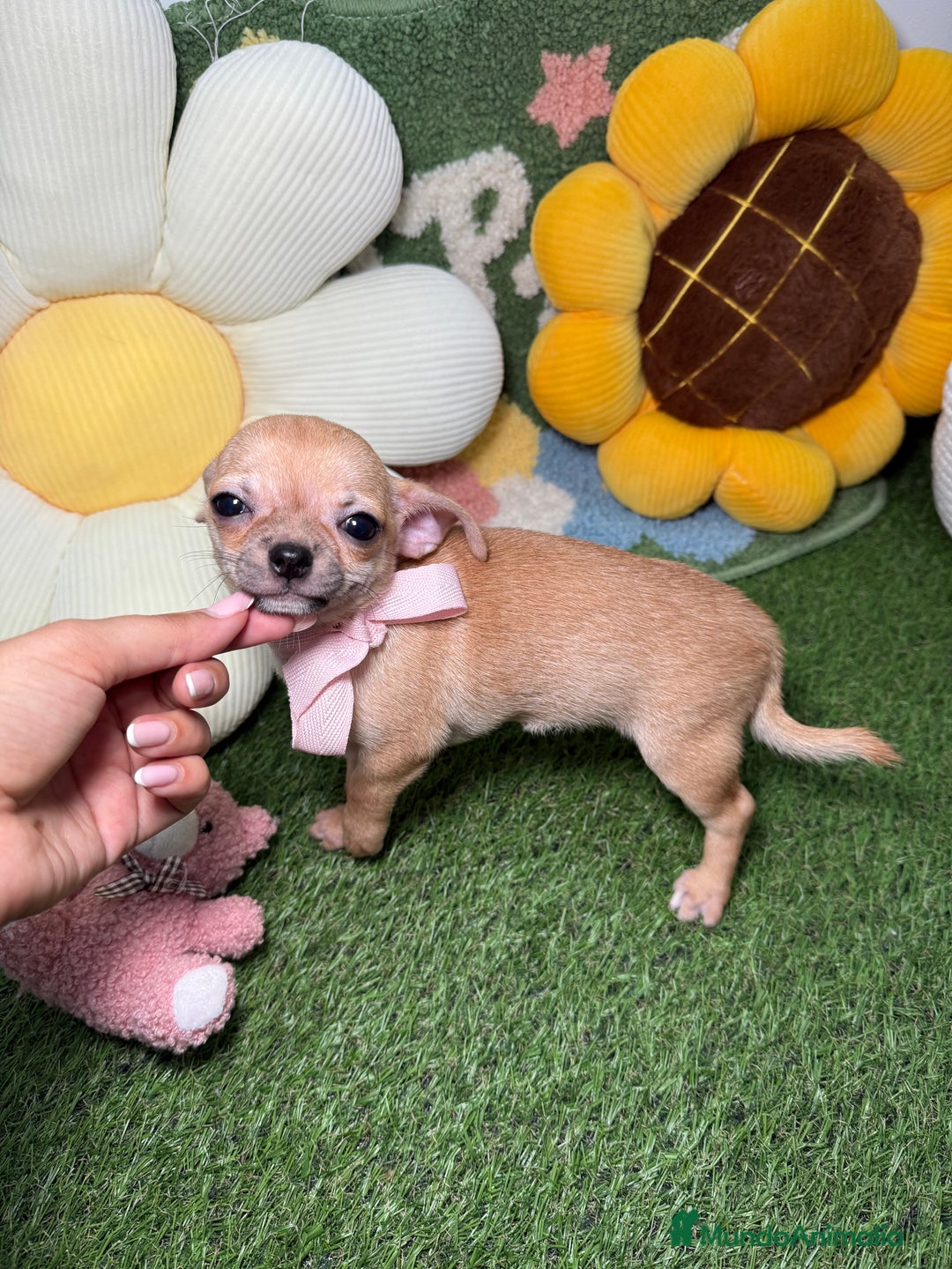 Chihuahua perros en venta: Chihuahuas Macho y Hembra Toy Canela - Imagen 6