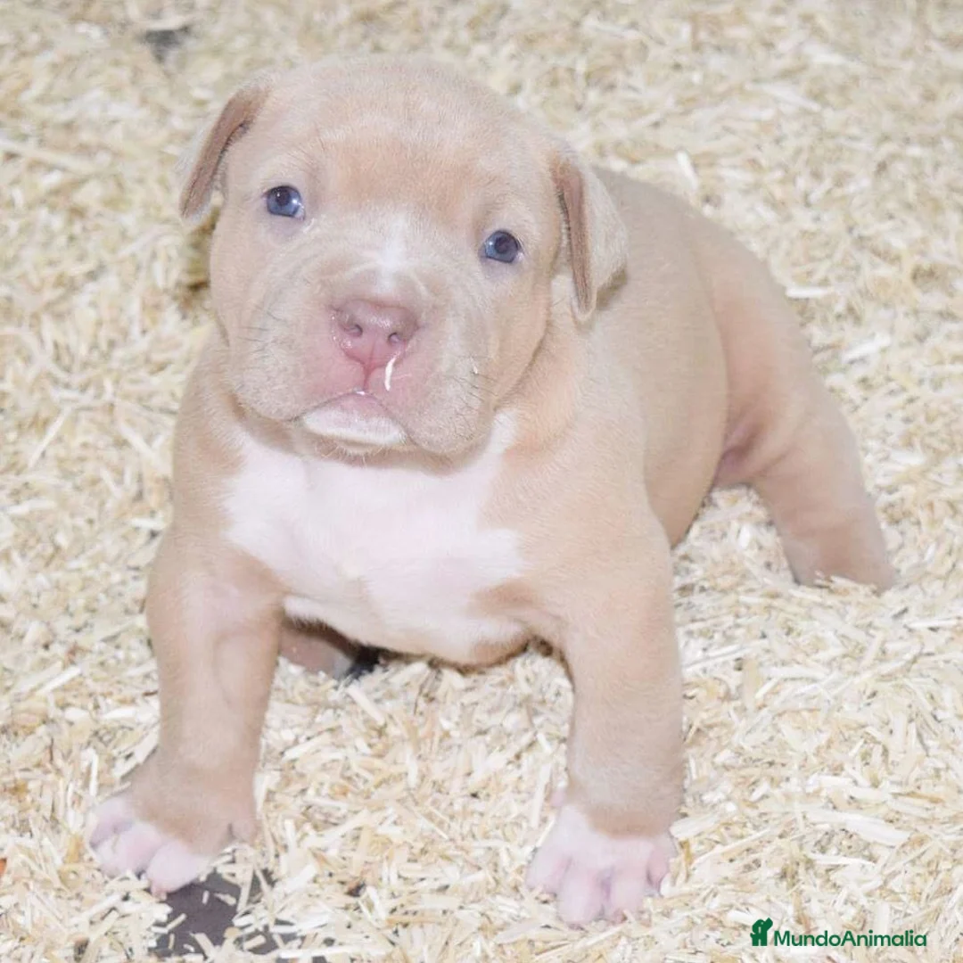 American Pit Bull Terrier perros en venta: CRIADORES AMERICAN PITBULL en Sevilla - Anuncio 5