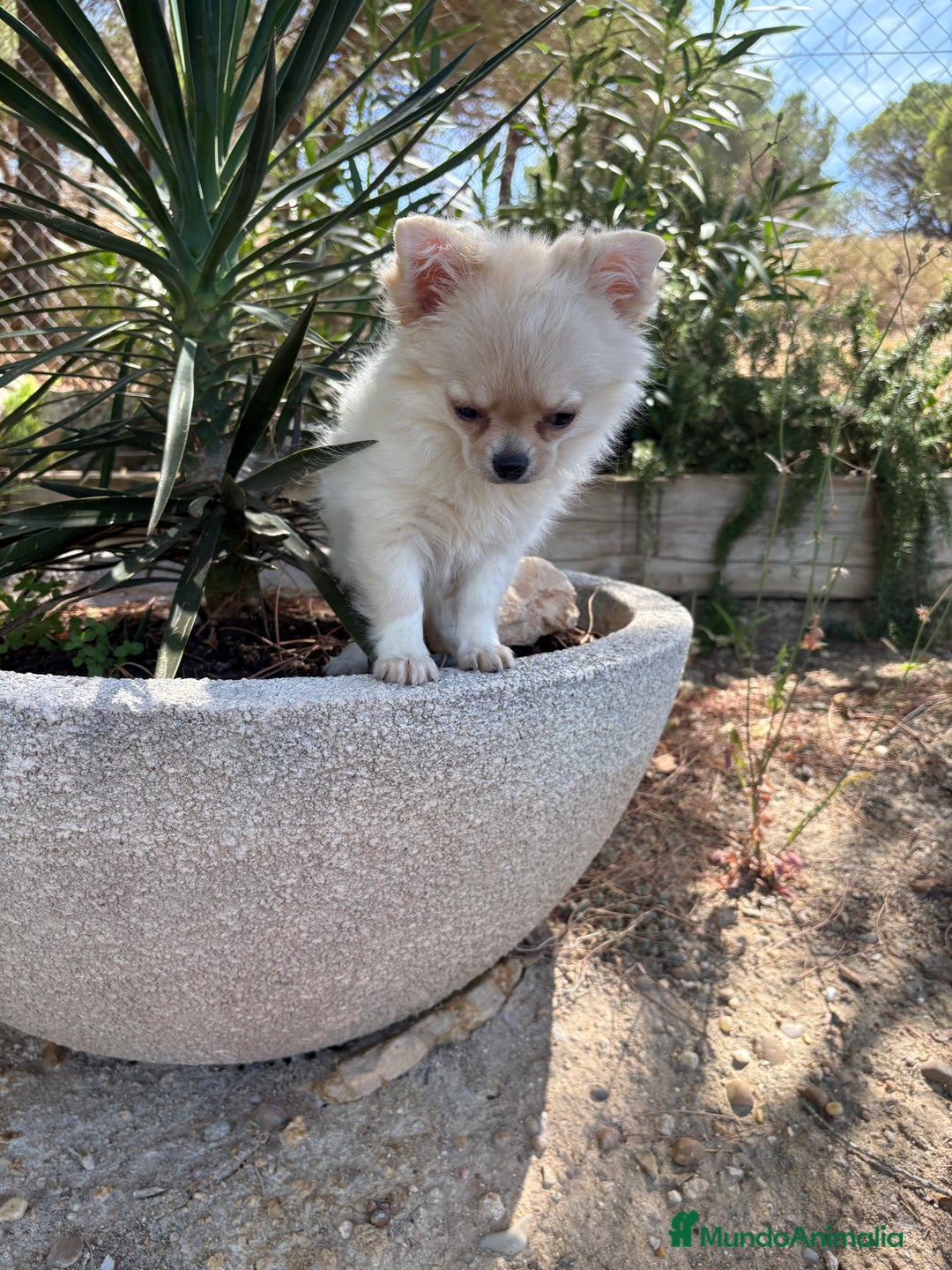 Chihuahua perros en venta: Chihuahua Pelo Largo Disponible  - Imagen 7