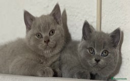 Británico de Pelo Corto Azul gatos en venta: British short hair - Imagen 2