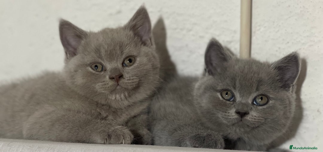 Británico de Pelo Corto Azul gatos en venta: British short hair - Imagen 2