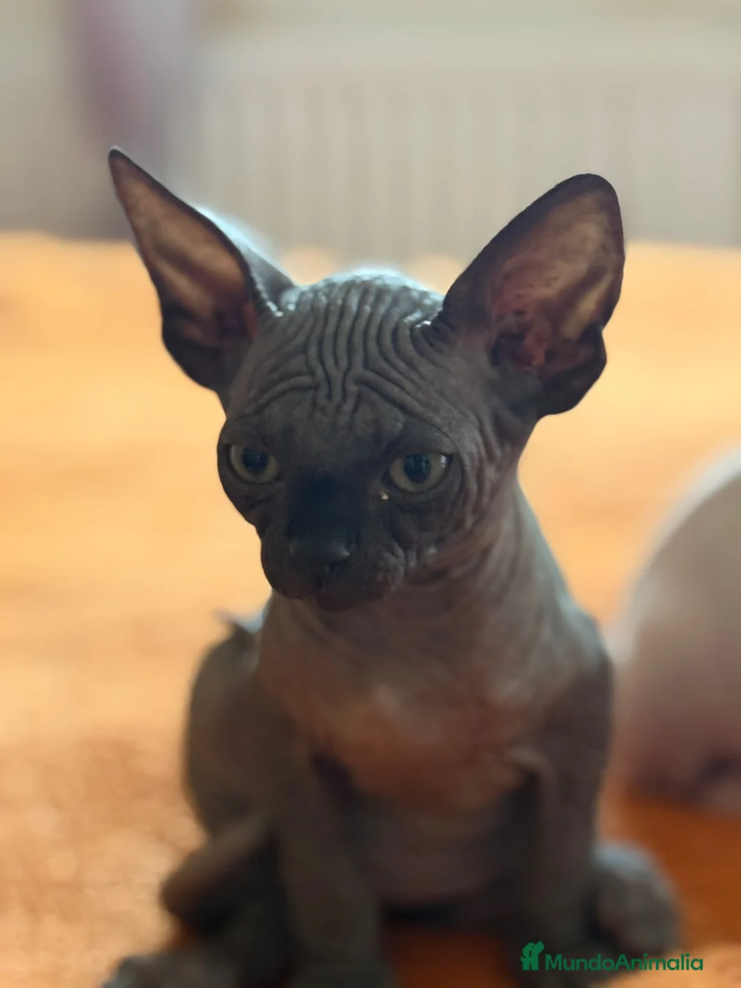 Sphynx gatos en venta: Gatita sphynx color negro! - Anuncio 5