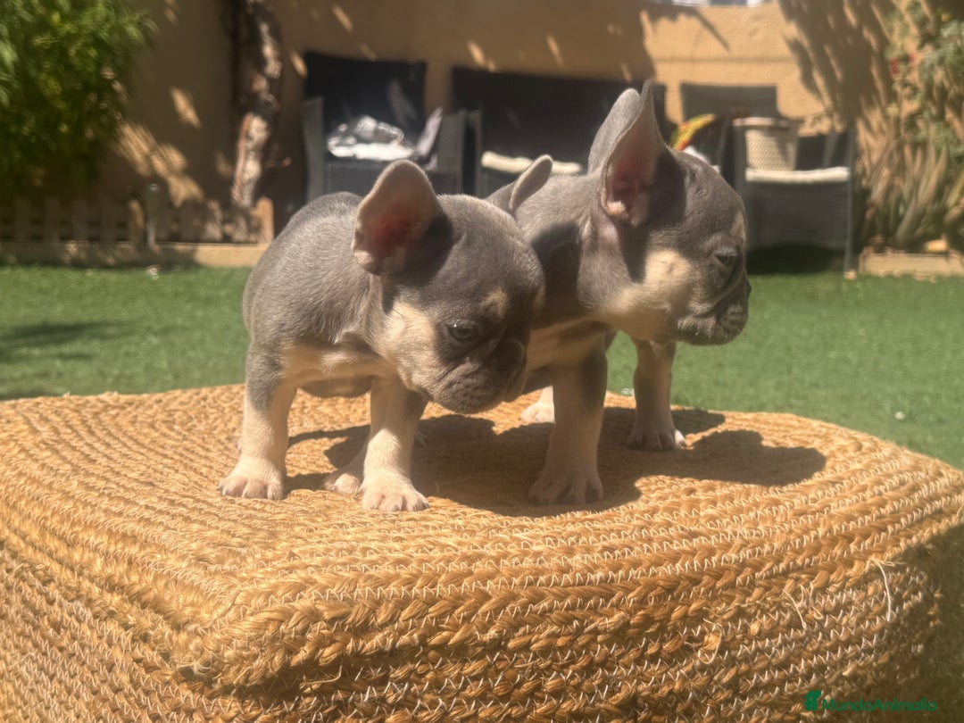 Bulldog Francés perros en venta: BULLDOG FRANCES LILAC AND TAN  - Imagen 5