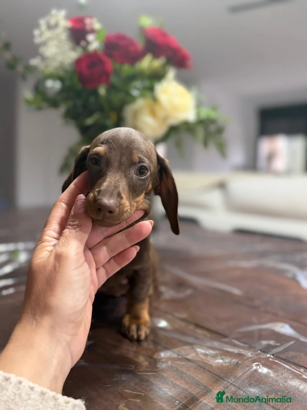 Teckel Miniatura perros en venta: Teckel chocolate 🍫♂️♀️🍫 - Anuncio 1