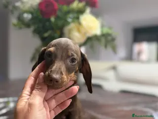 Teckel Miniatura perros Teckel chocolate 🍫♂️♀️🍫 - Anuncio 1
