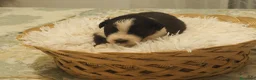 Pastor Australiano perros en venta: Excelente camada de Pastor Australiano  - Anuncio 17