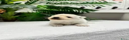 Pomerania perros en venta: POMERANIA - Anuncio 8