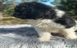 Perro de Agua Español perros en venta: PERRO DE AGUA ESPAÑOL - Imagen 5