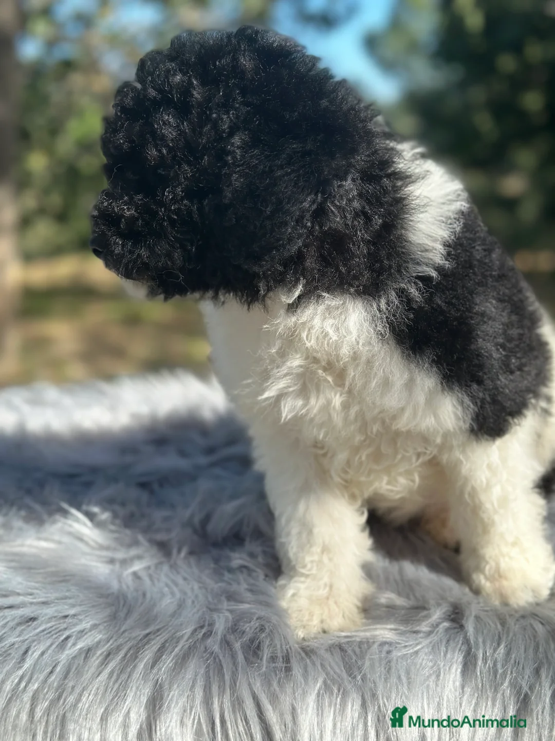 Perro de Agua Español perros en venta: PERRO DE AGUA ESPAÑOL - Anuncio 5