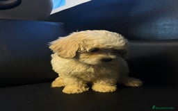 Maltipoo perros en venta: Maltipoo - Imagen 2