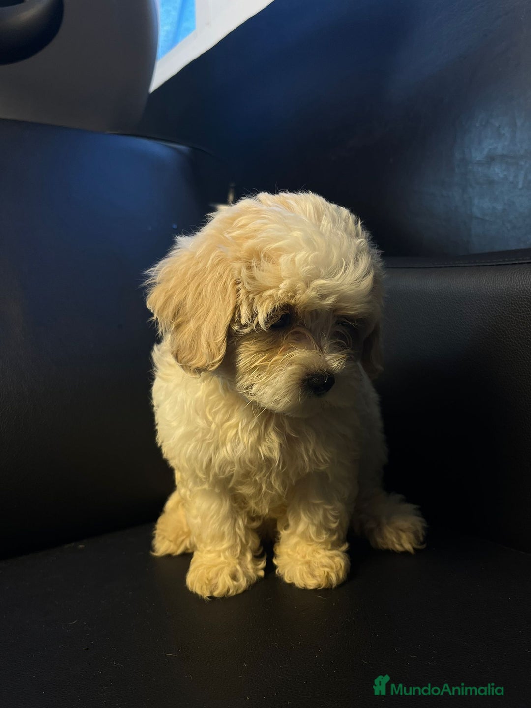 Maltipoo perros en venta: Maltipoo - Imagen 2
