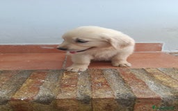 Golden Retriever perros en venta: Golden Retriever  - Imagen 4