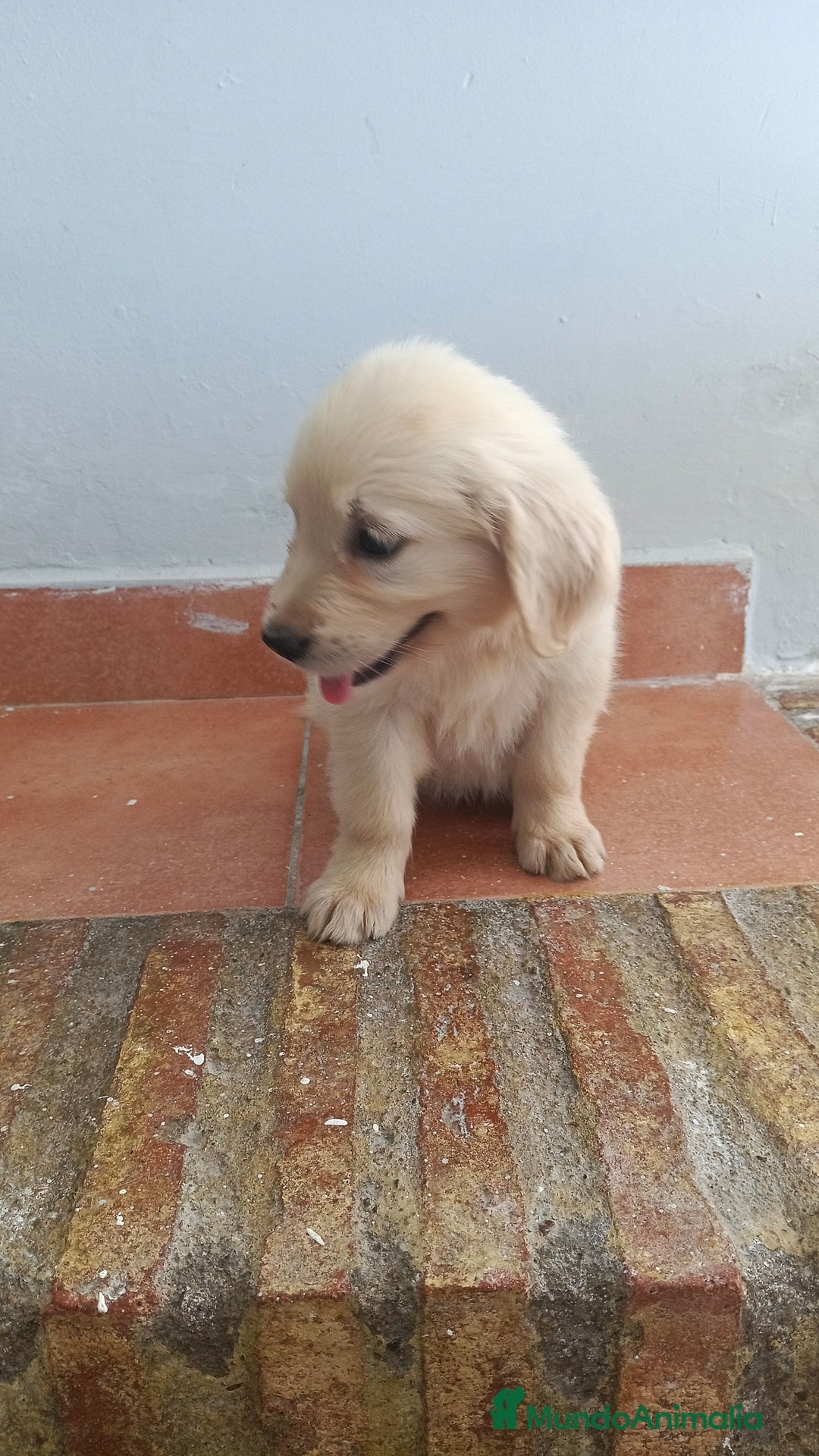 Golden Retriever perros en venta: Golden Retriever  - Imagen 4