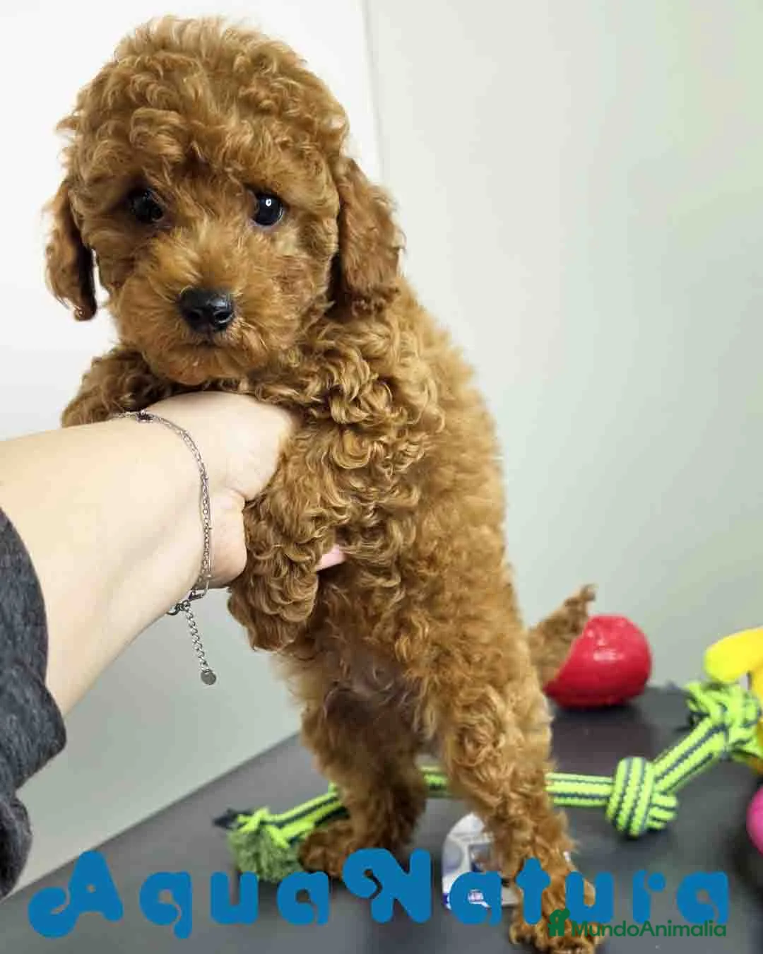 Caniche Toy perros en venta: Caniche Macho 1918 AQUANATURA - Anuncio 2