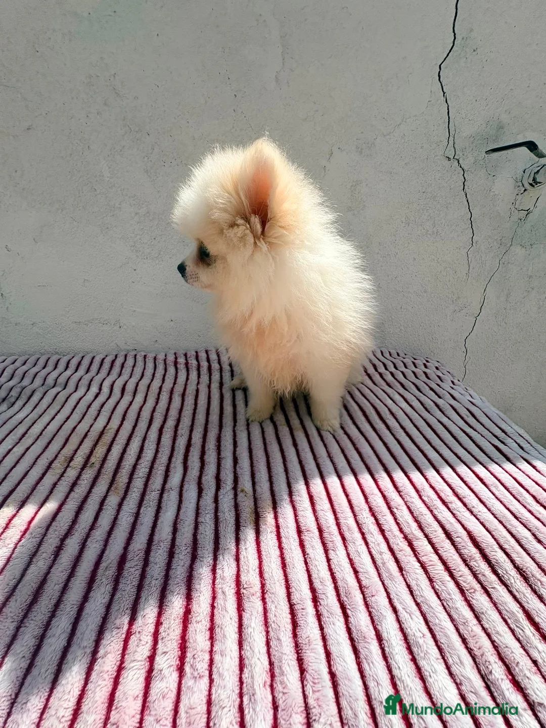 Pomerania perros en venta: Lulu de Pomerania toy  - Anuncio 1